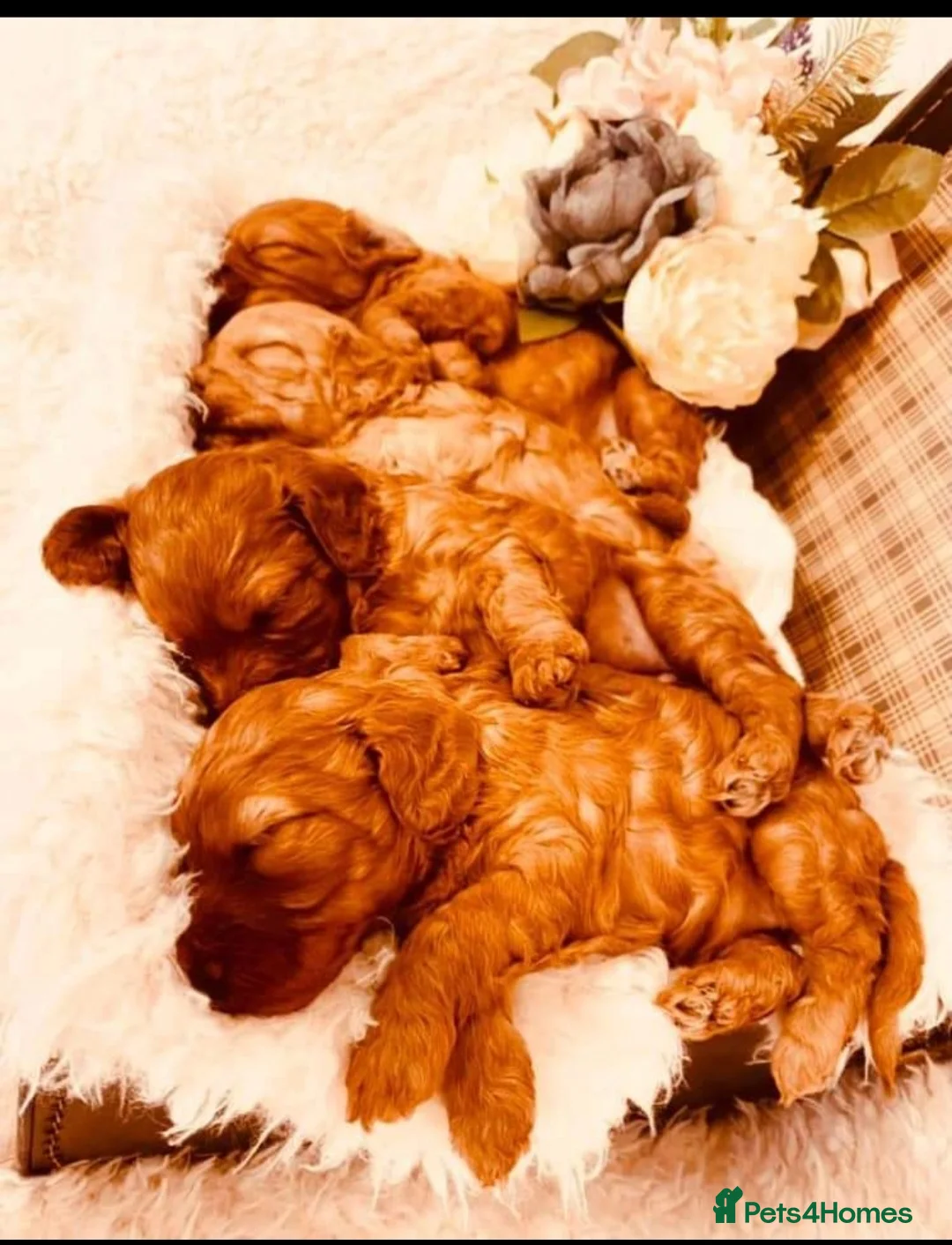 Miniature Poodle dogs for stud: Red Miniature Poodle Stud package Available  in Southampton - Advert 21
