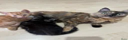 Domestic Shorthair cats for sale: cute Kittens Looking for Their Forever Homes 🐾 - Advert 30