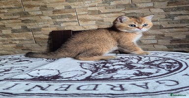 British Shorthair cats - Advert 13