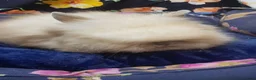 Angora rabbits for sale: Adorable Angora/Double maned lionheads - Advert 4