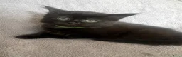 Mixed Breed cats for sale: Beautiful litter of Black fluffy kittens  in Wincanton - Advert 8