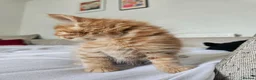 Mixed Breed cats for sale: Affectionate kittens - Advert 11