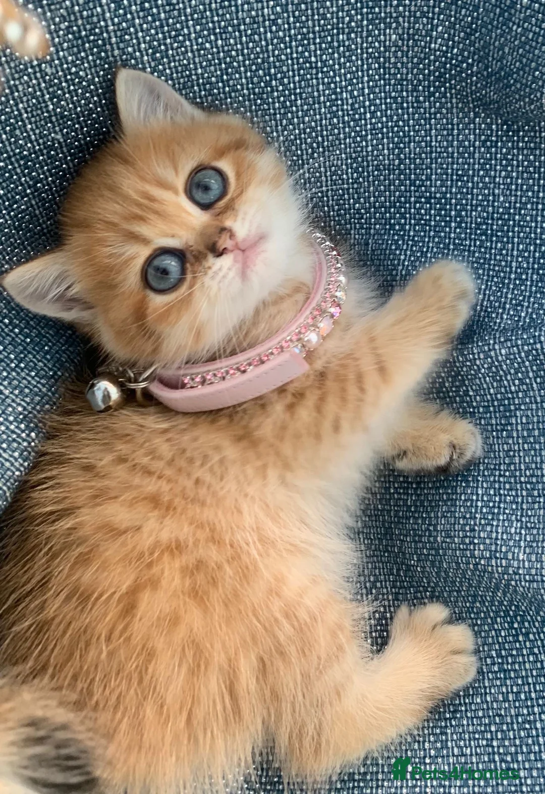 British Shorthair cats for sale: GCCFreg shampion parents  BSH  golden chinchilla   - Advert 38