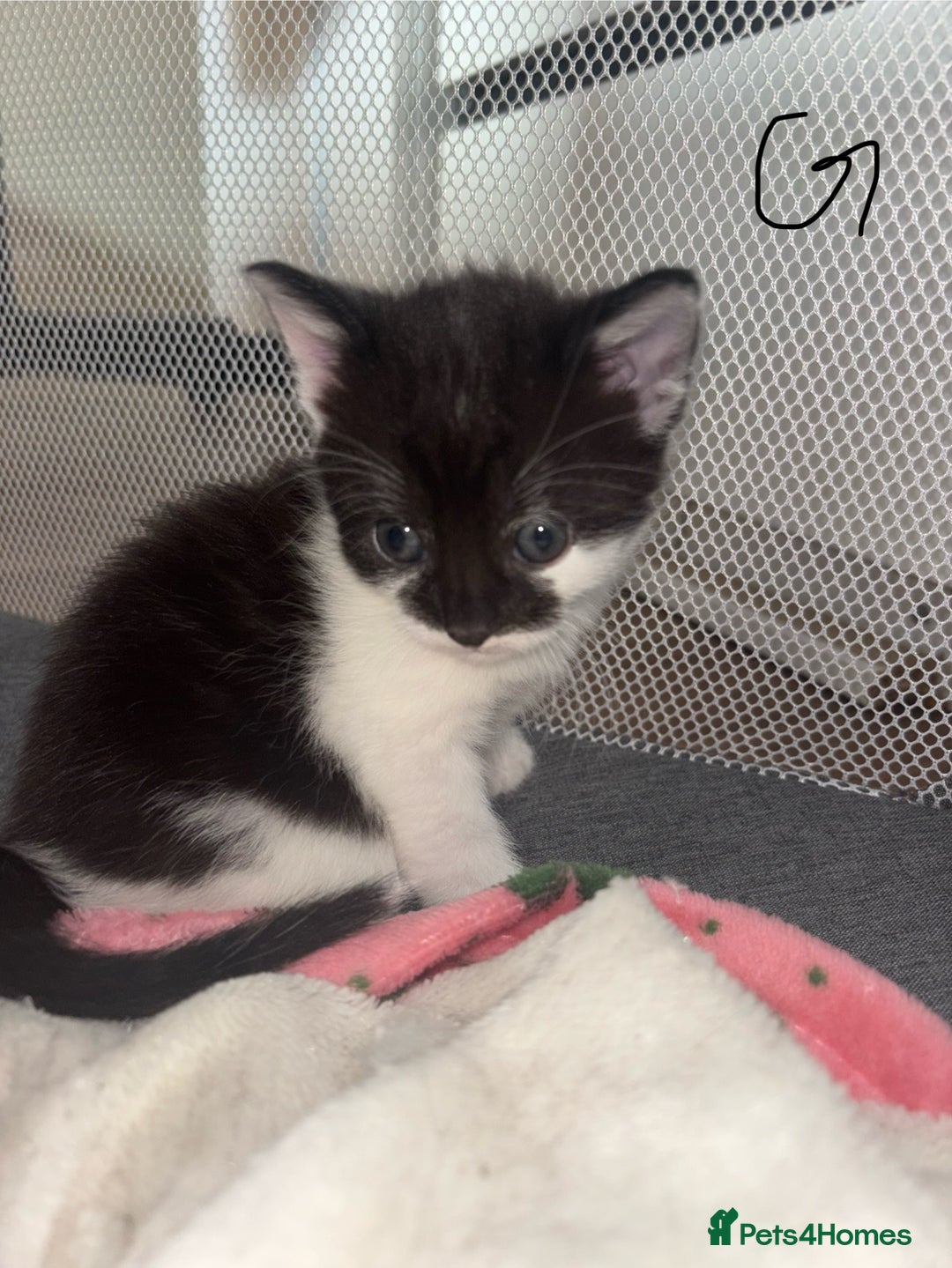 Mixed Breed cats for sale: 6 lovely mixed breed kittens  - Advert 5