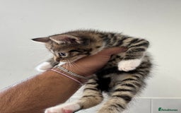 Mixed Breed cats for sale: European shorthair tabby cross kittens available.  - Image 11