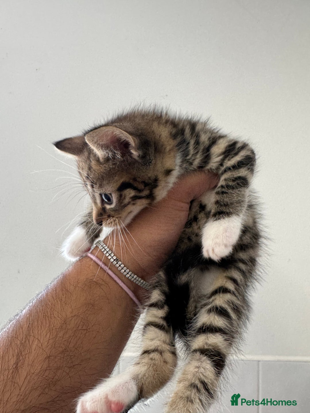 Mixed Breed cats for sale: European shorthair tabby cross kittens available.  - Image 11