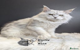 Maine Coon cats for sale: Blue shaded stud boy  - Image 7