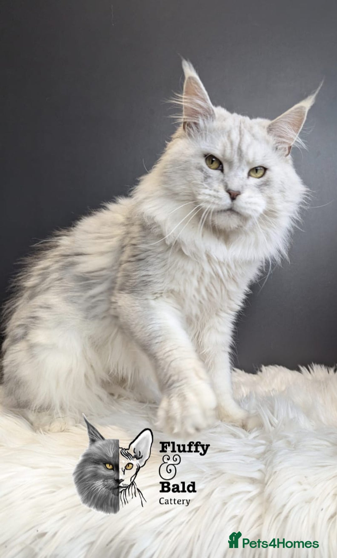 Maine Coon cats for sale: Blue shaded stud boy  - Image 7