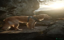 Golden Retriever dogs for sale: KC Registered Golden Retriever Puppies - Image 3