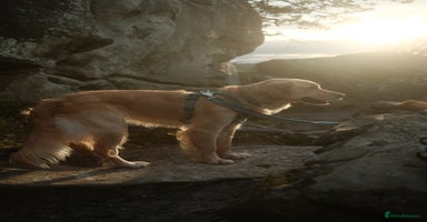 Golden Retriever dogs - Advert 11