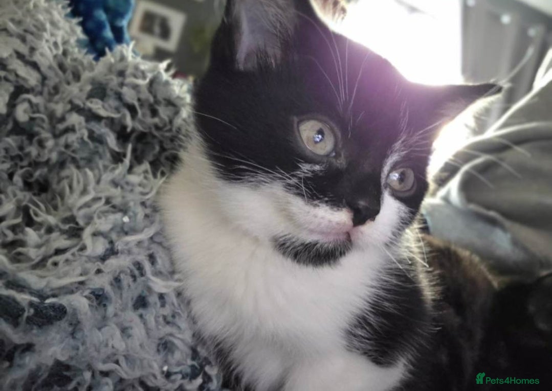 Mixed Breed cats Kittens ready now 🎁  - Advert 3