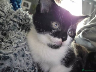 Mixed Breed cats Kittens ready now 🎁 - Advert 6