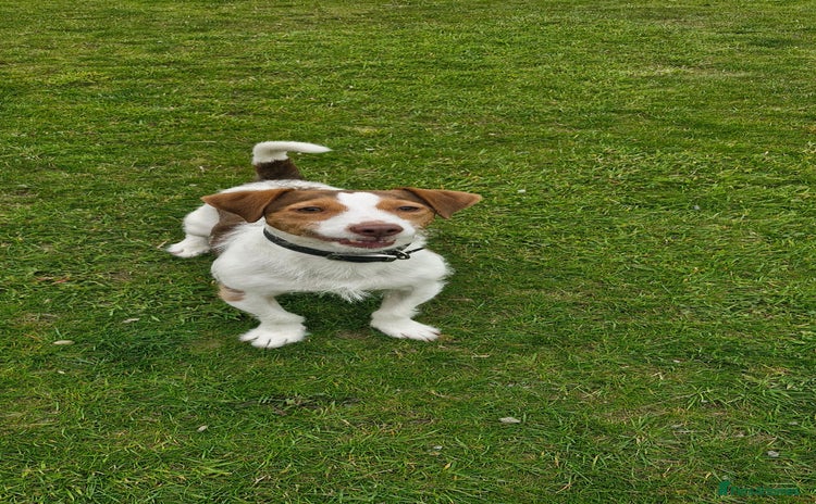 Jack Russell dogs - Advert 7