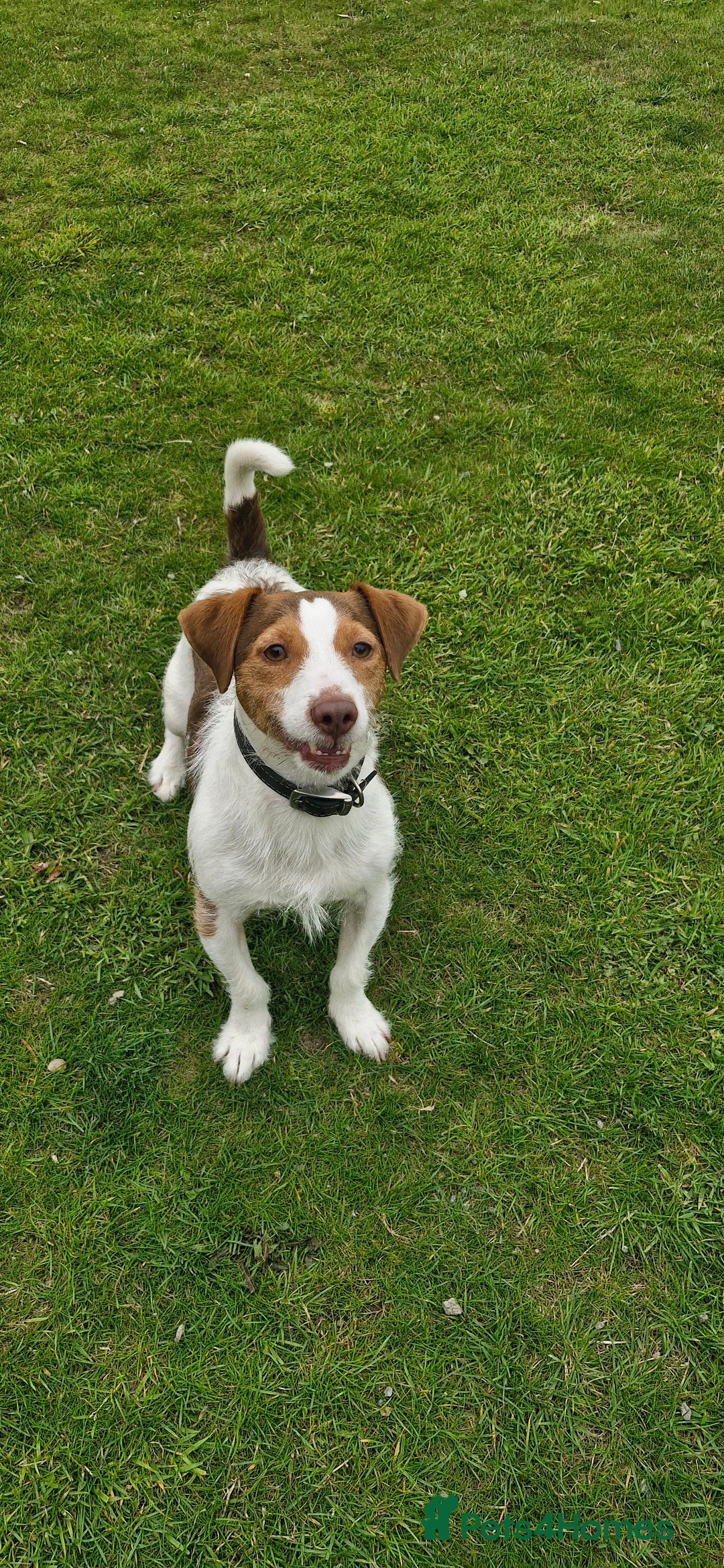 Jack Russell dogs for sale: 3 years old beautifull Jack Russell boy - Image 1
