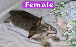 Mixed Breed cats for sale: Beautiful kittens Ready now Open to offers  in Chester - Image 10