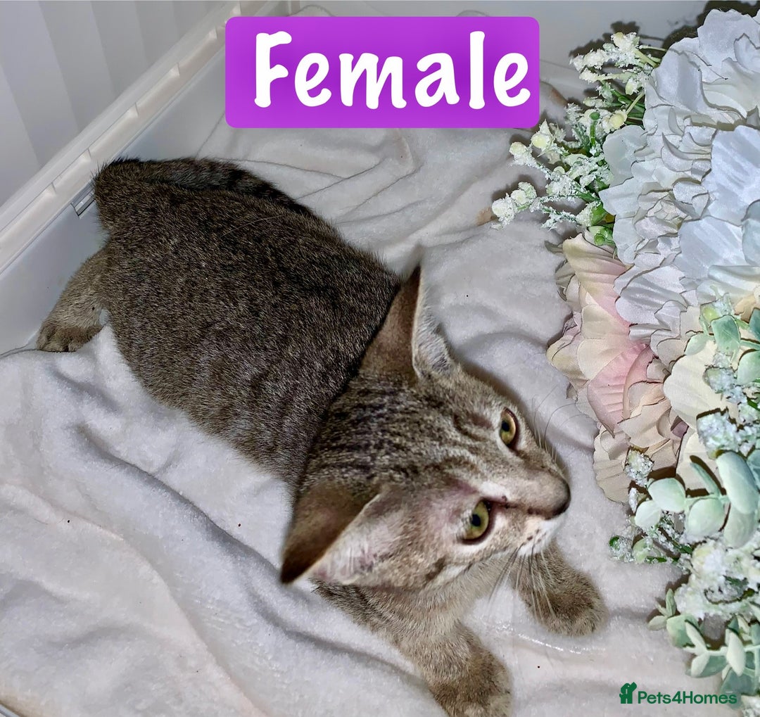 Mixed Breed cats for sale: Beautiful kittens Ready now Open to offers  in Chester - Image 10