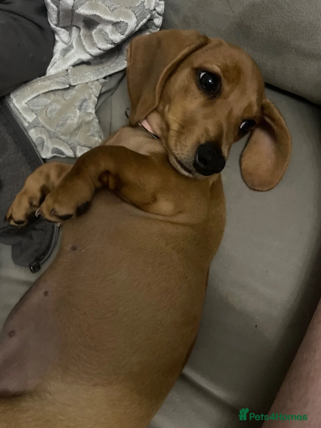 Miniature Dachshund dogs for sale: For sale miniature dachshund  in Carlisle - Advert 2