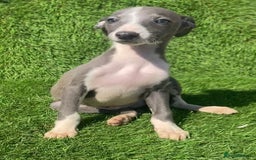 Whippet dogs for sale: Kc whippet pups  - Image 12