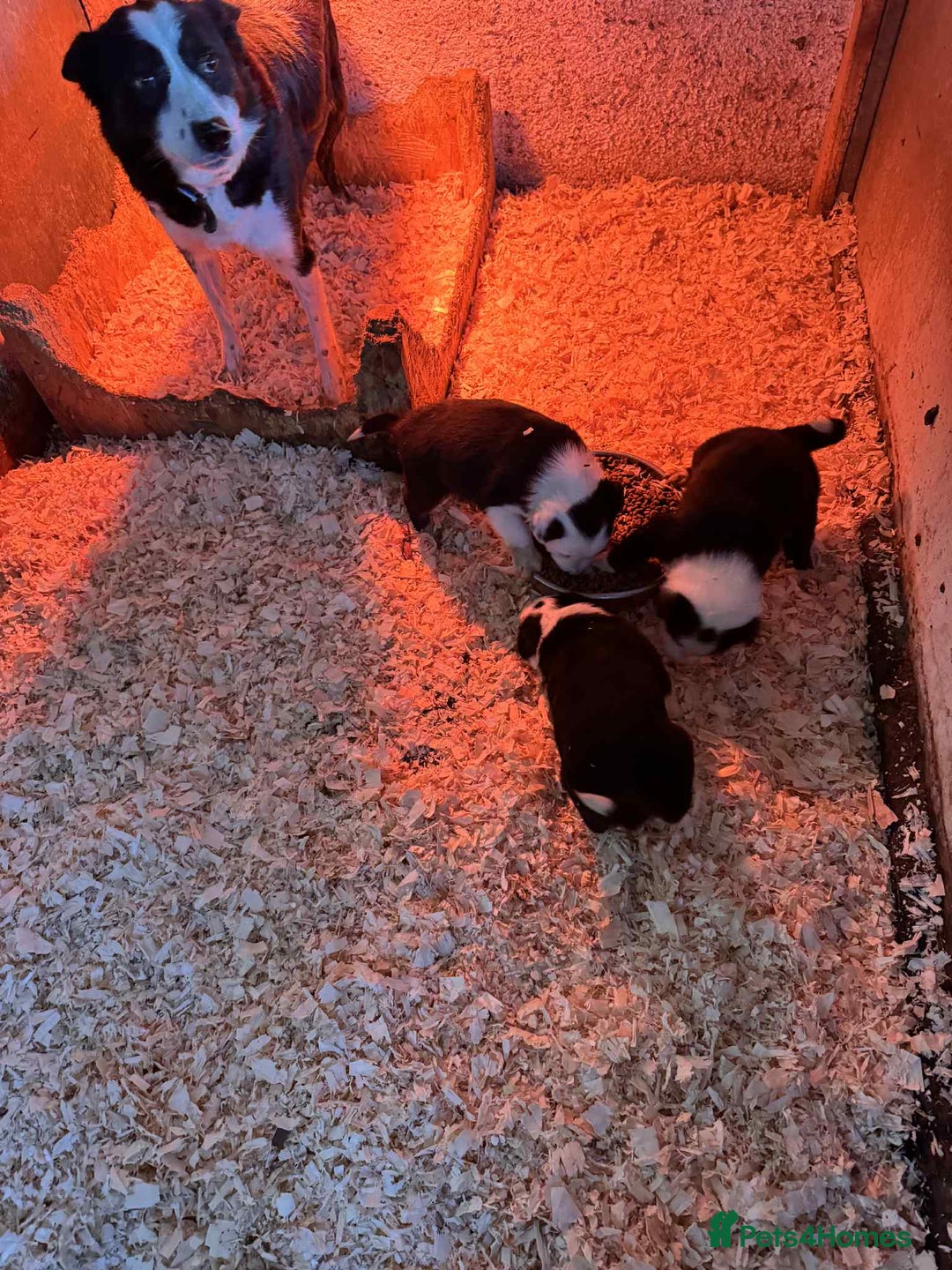 Border Collie dogs for sale: READY NOW border collie puppies one girl two boys  - Advert 2