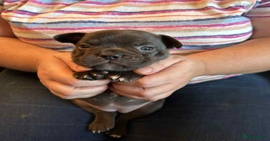 French Bulldog dogs - Advert 4
