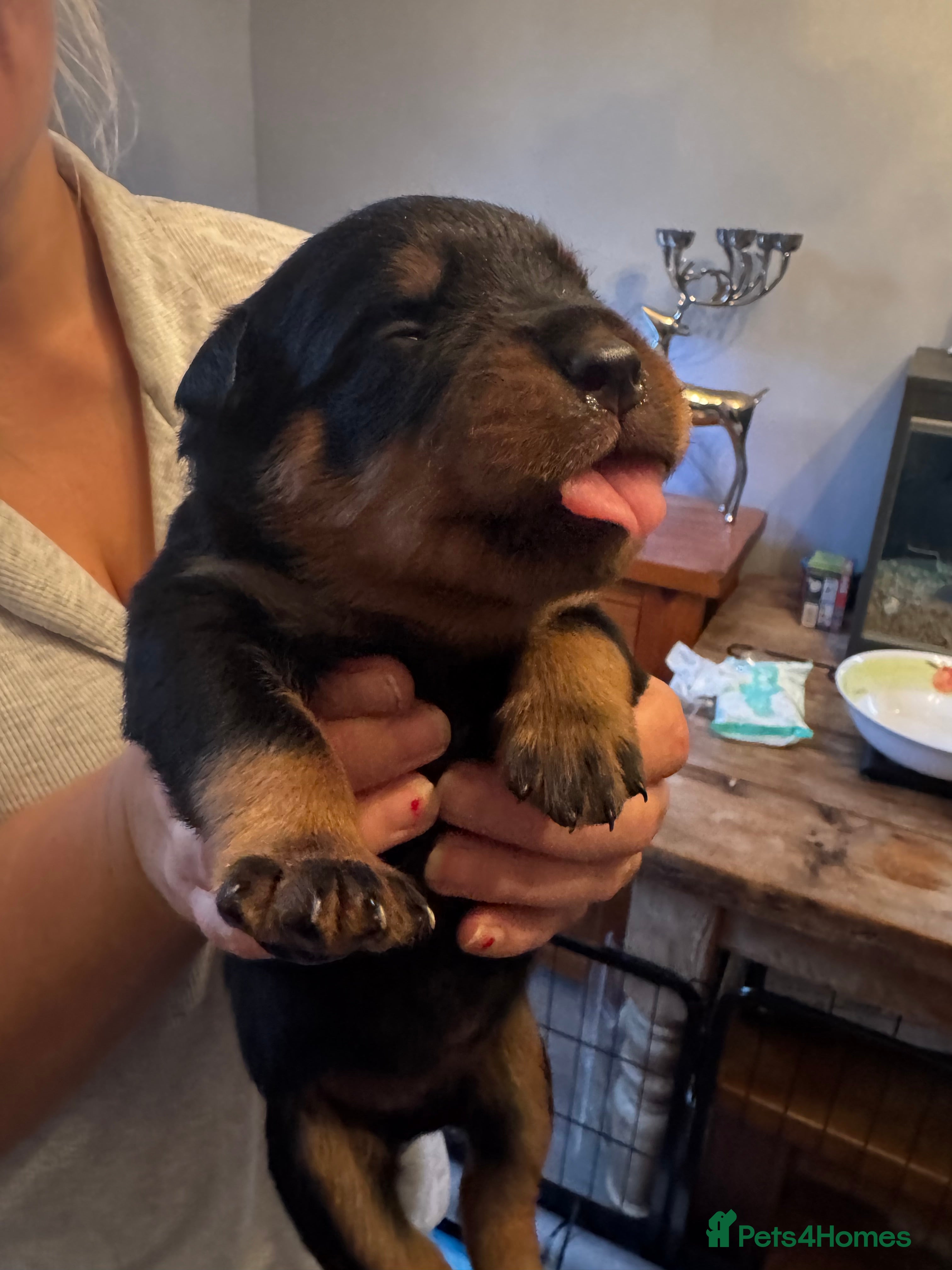 Rottweiler dogs KC Srb Rottweilers 19 champion winning bloodlines - Advert 2