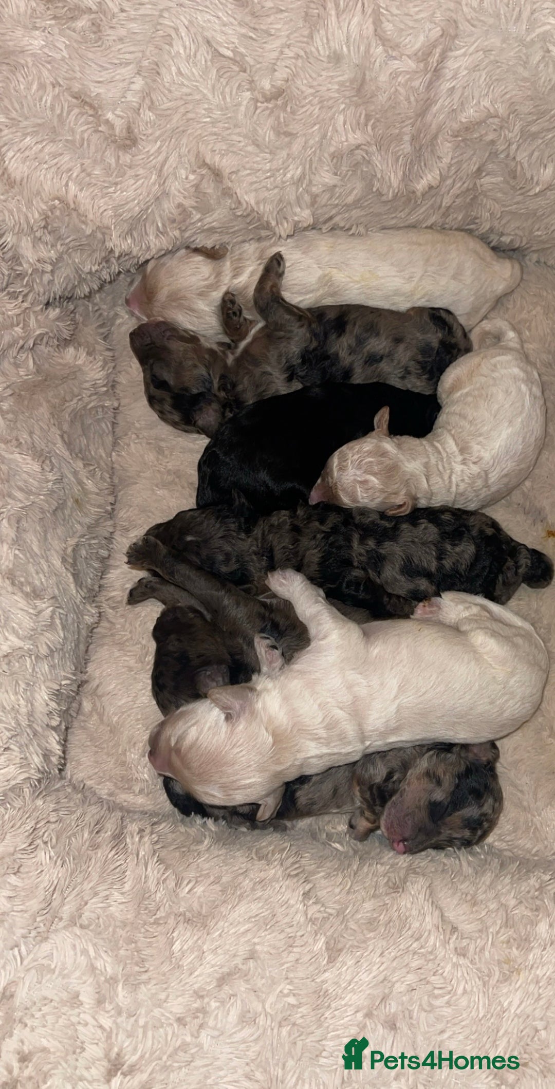 Mixed Breed dogs for sale: Cavapoochon X cockapoo - Image 20