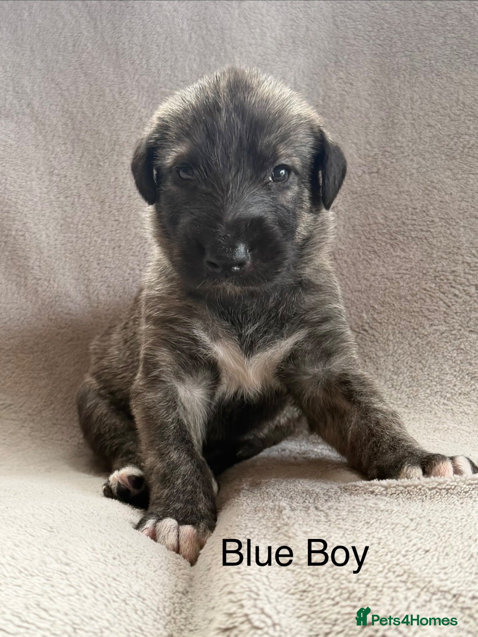 Irish Wolfhound dogs Stunning Irish Wolfhound Pups  - Advert 2