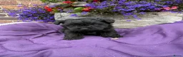 Westiepoo dogs for sale: Westipoo puppies 🐶🐶  - Advert 18