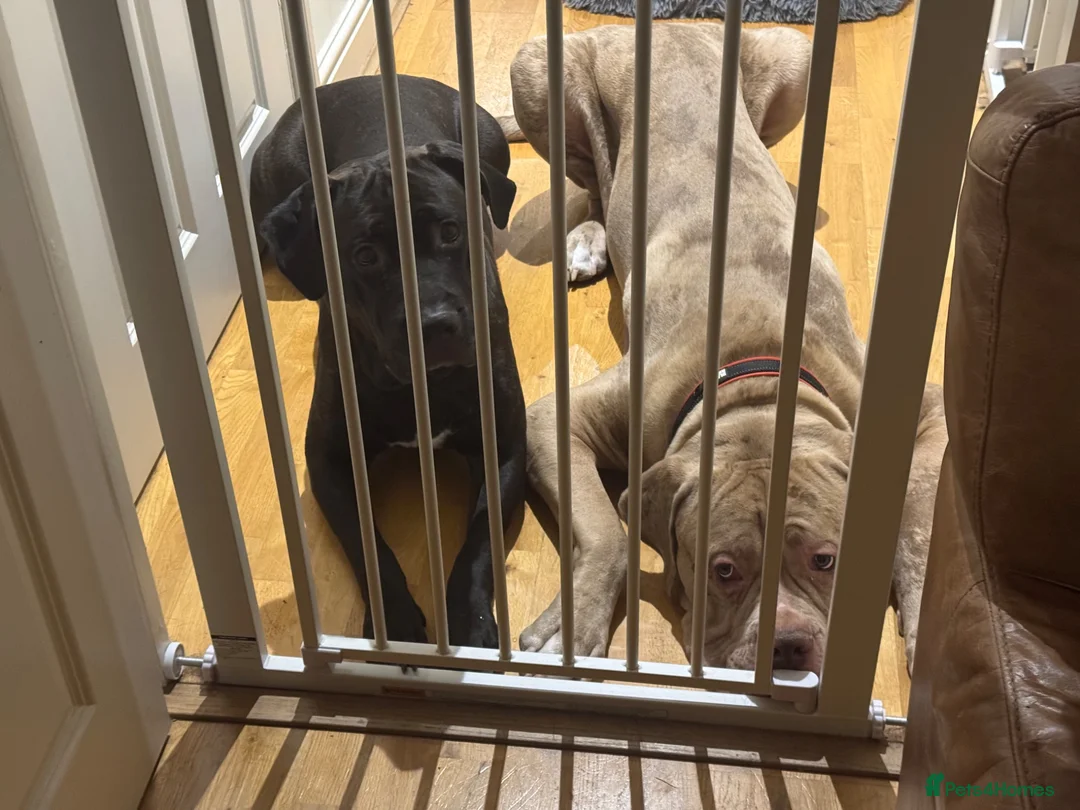 Mixed Breed dogs for sale: Last girl & boy puppies available  in Weybridge - Advert 2