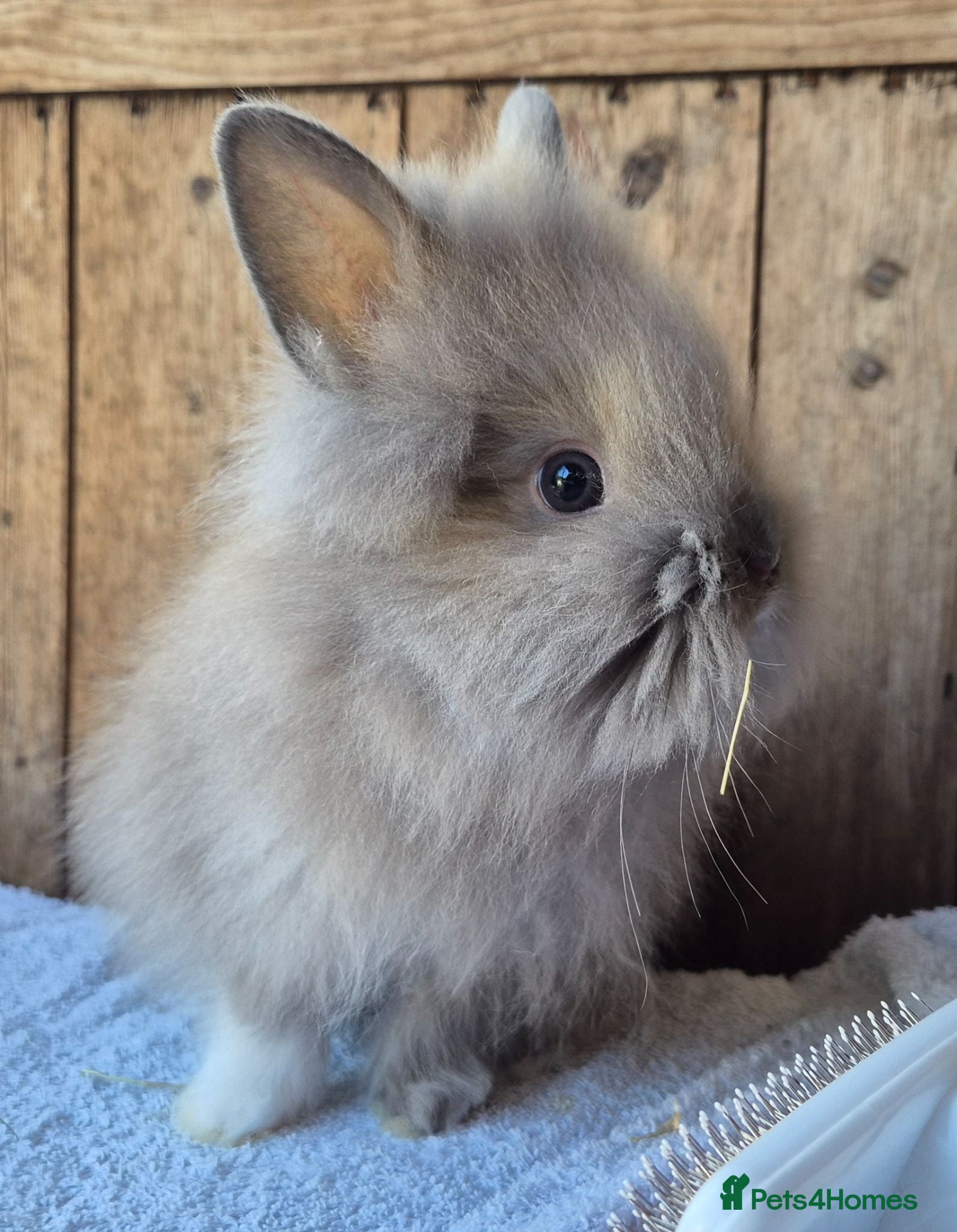 Lionhead rabbits Lion head babys ready now.  - Advert 16