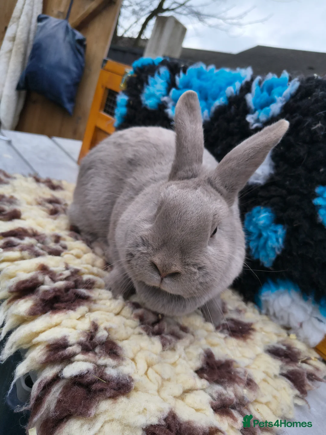 Mixed Breed rabbits for sale: Beautiful marburger feh  - Advert 1