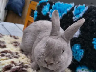Mixed Breed rabbits Beautiful marburger feh - Advert 1