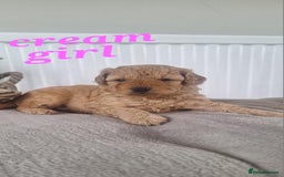 Labradoodle dogs for sale: ✨️Miniture Labradoodles✨️ - Image 5
