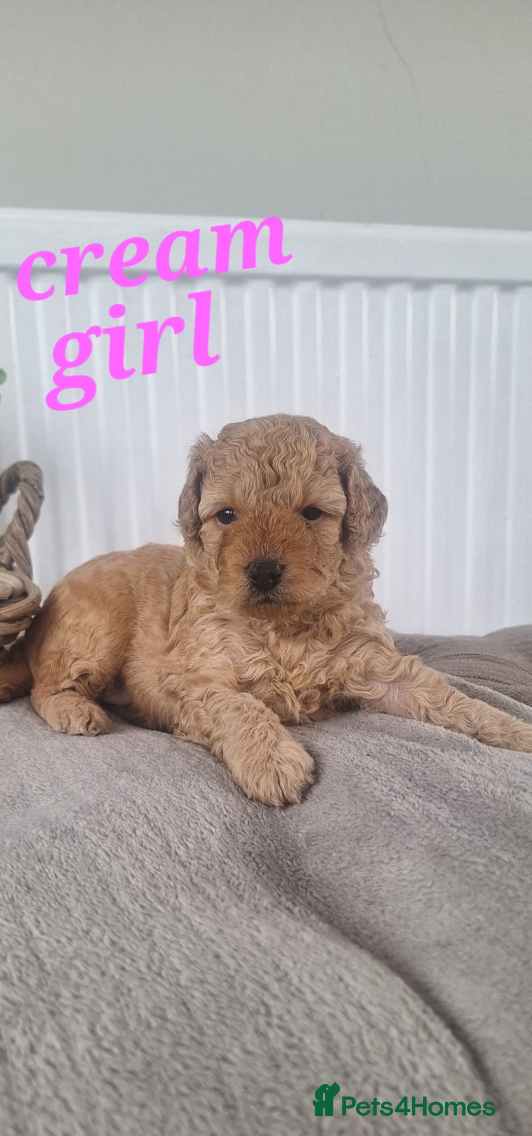 Labradoodle dogs for sale: ✨️Miniture Labradoodles✨️ - Image 5