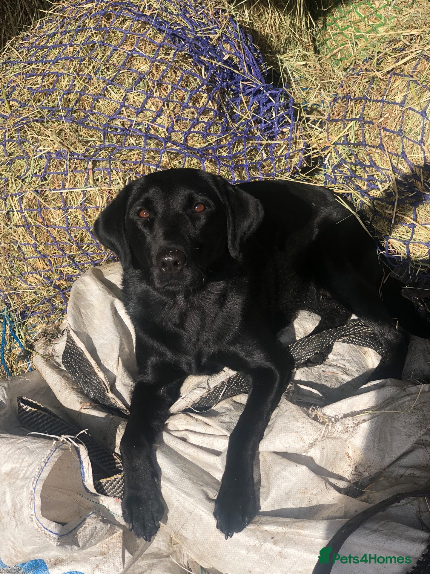 Labrador Retriever dogs for sale: Quality KC Reg Black Labrador Puppies, Ready Now - Advert 1