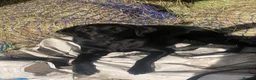 Labrador Retriever dogs for sale: Quality KC Reg Black Labrador Puppies, Ready Now in Dronfield - Advert 1