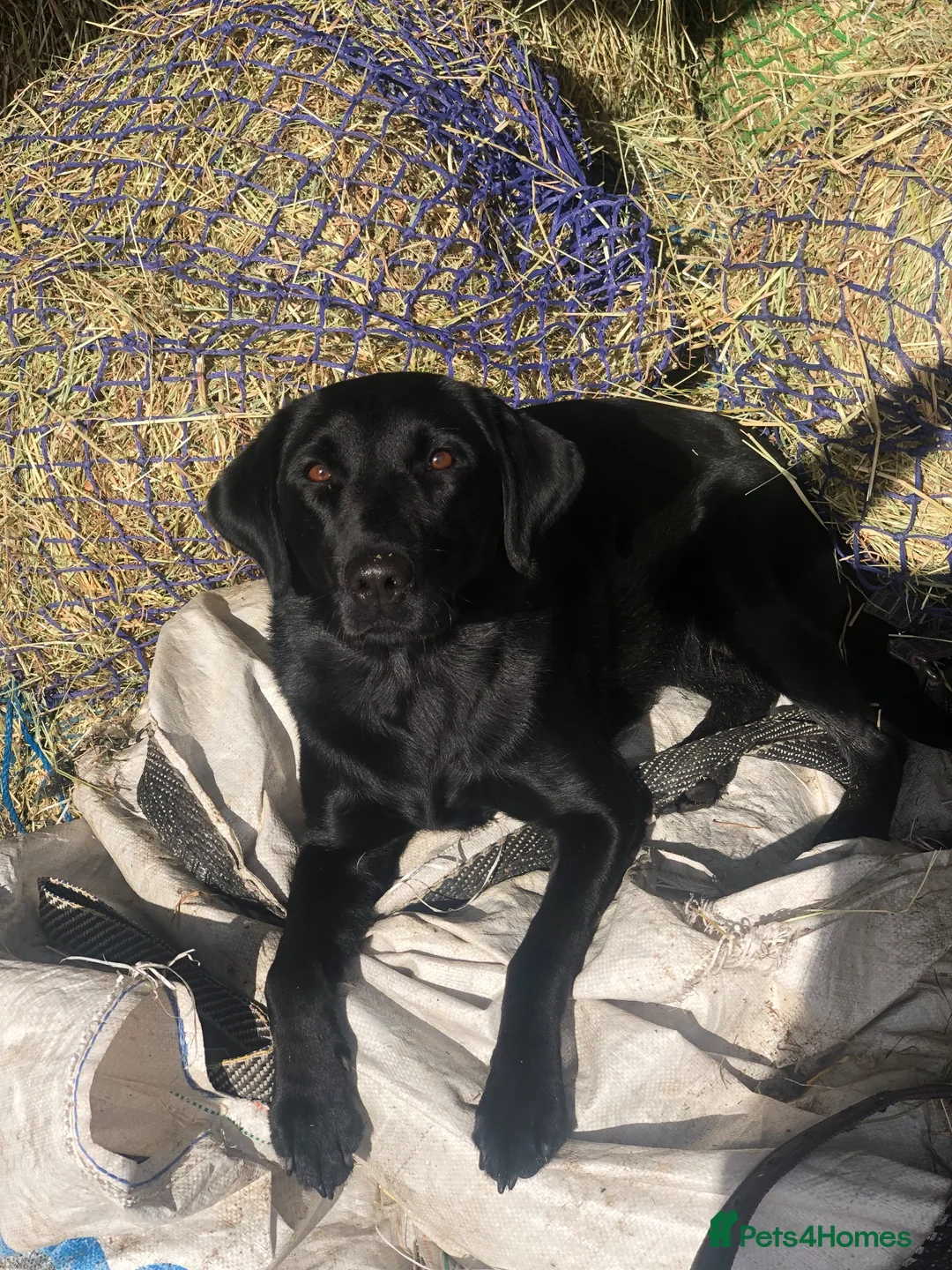 Labrador Retriever dogs for sale: Quality KC Reg Black Labrador Puppies, Ready Now in Dronfield - Advert 1
