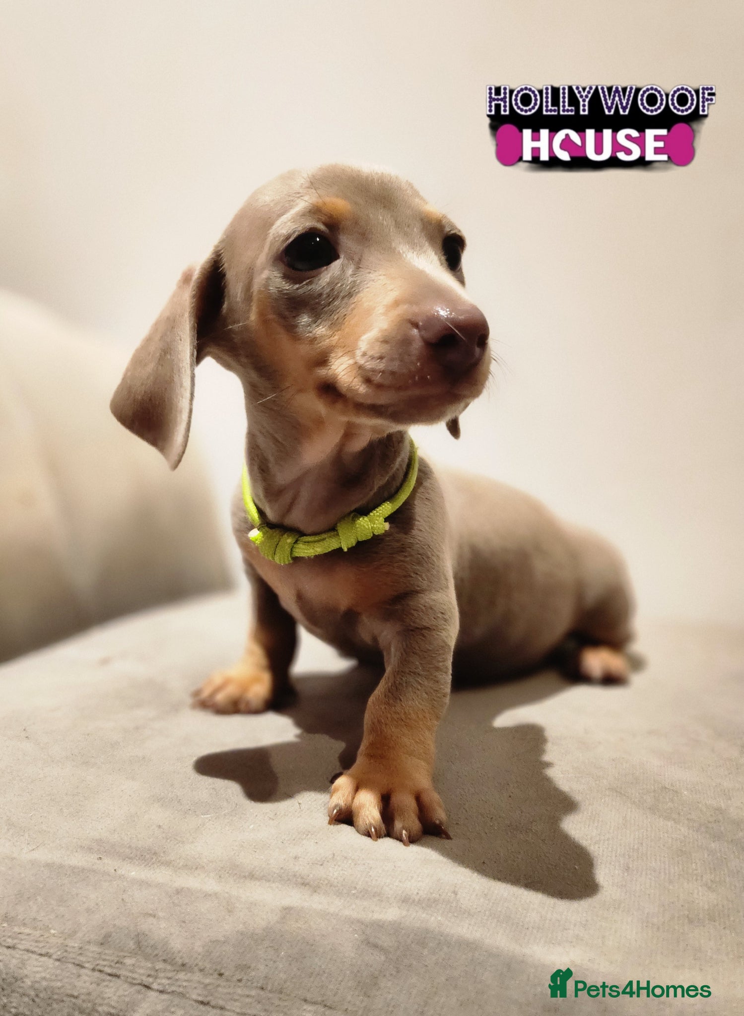 Miniature Dachshund dogs Beautiful Miniature Dachshund Pups  - Advert 8