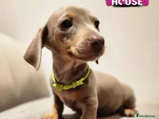 Miniature Dachshund dogs Beautiful Miniature Dachshund Pups - Advert 8