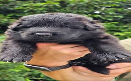 German Shepherd dogs for sale: BOTH PARENTS ARE ALL DNA TESTS CLEAR  - Image 9