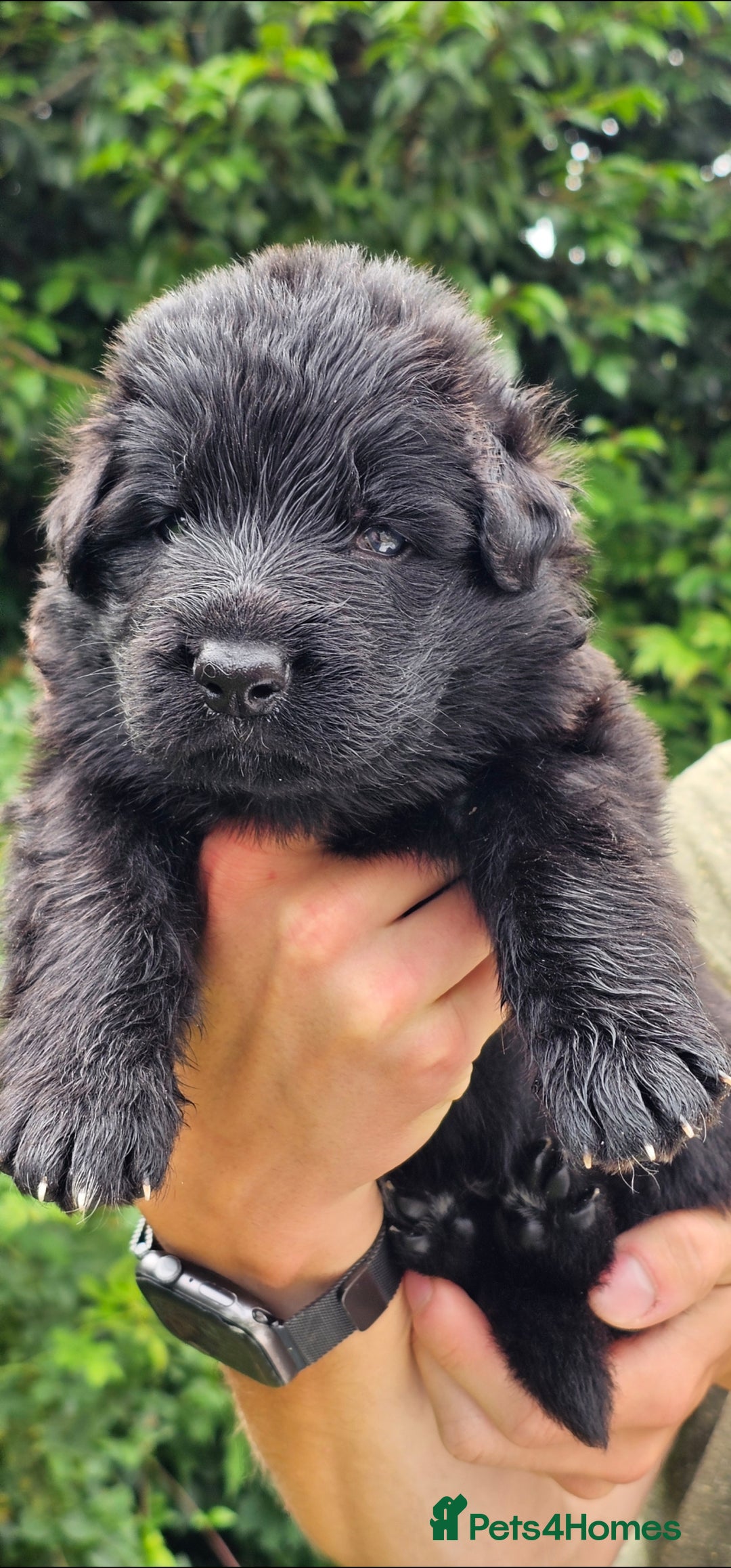 German Shepherd dogs for sale: BOTH PARENTS ARE ALL DNA TESTS CLEAR  - Image 9