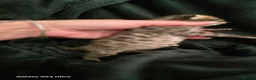 Mixed Breed cats for sale: Bengal X selkirk rex male kittens  - Advert 19