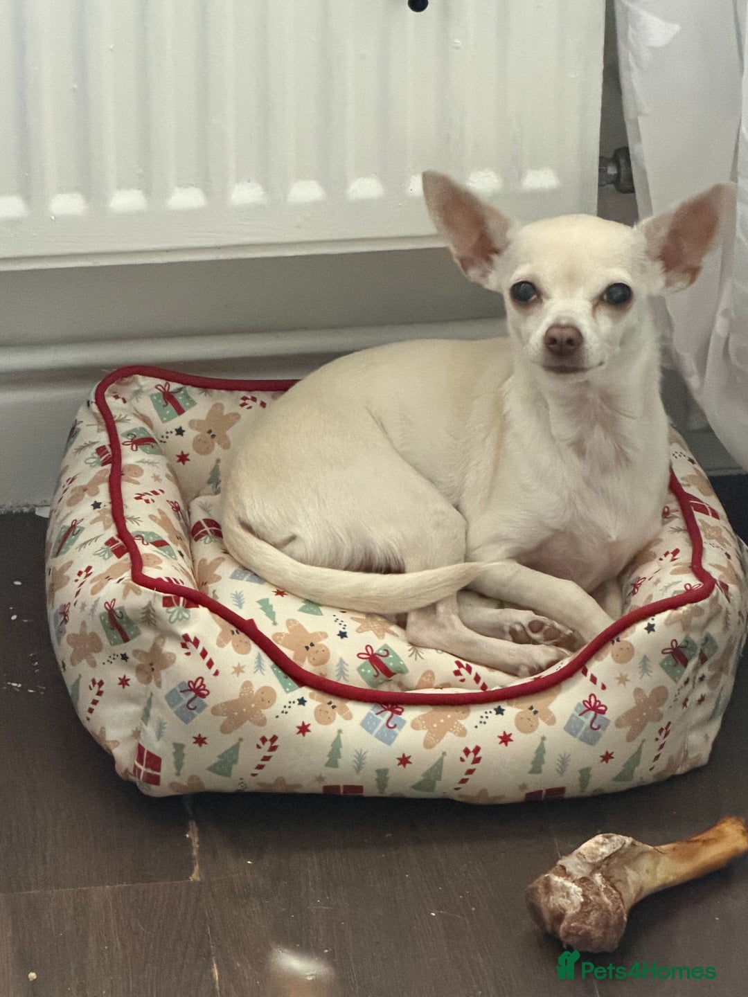 Chihuahua dogs for sale: Lovely white female spayed chihuahua - Advert 3