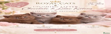 British Shorthair 1