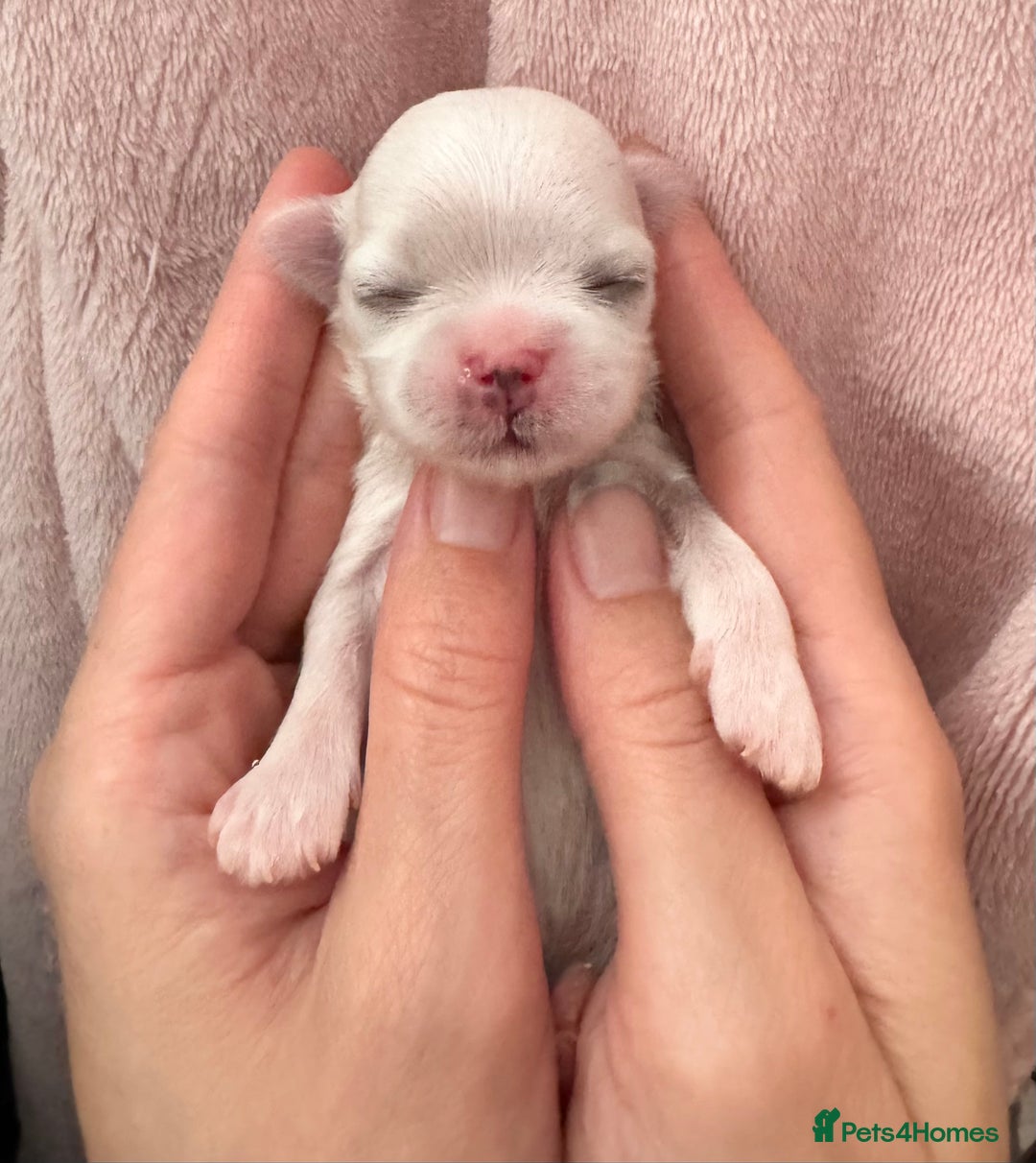 Maltese dogs for sale: 🩷Exquisite Full Korean Maltese Puppies🩵 - Image 5