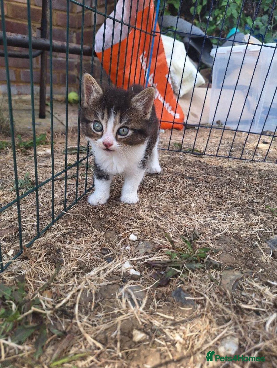 Mixed Breed cats for sale: Kitten - Advert 2