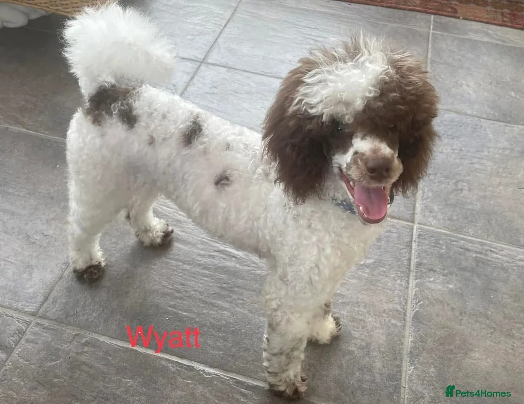 Miniature Poodle dogs for stud: Brown Parti Mini poodle at Stud  - Advert 2