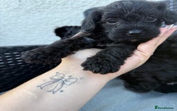 Yorkshire Terrier dogs for sale: Yorkies  - Image 21