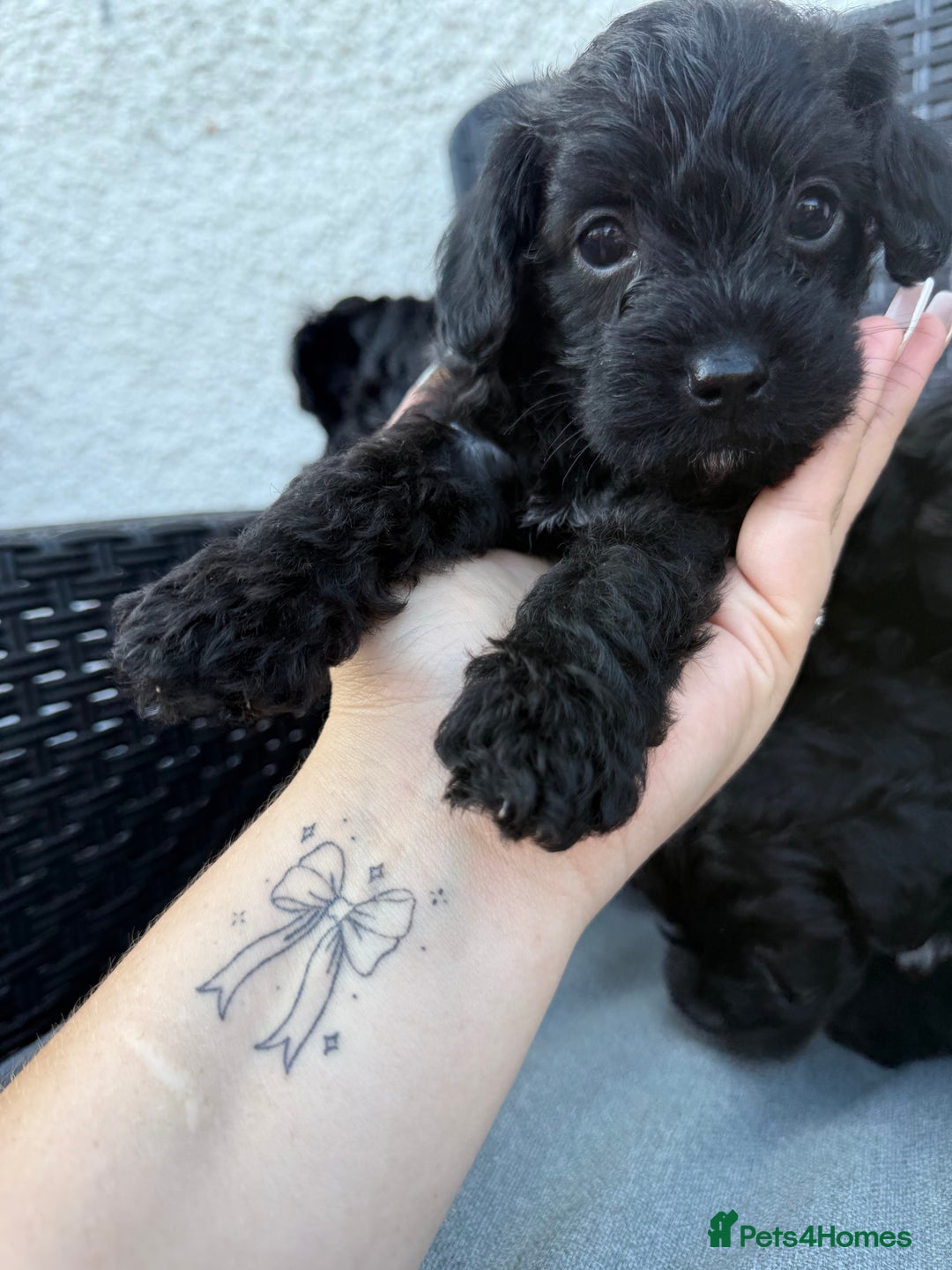 Yorkshire Terrier dogs for sale: Yorkies  - Image 21