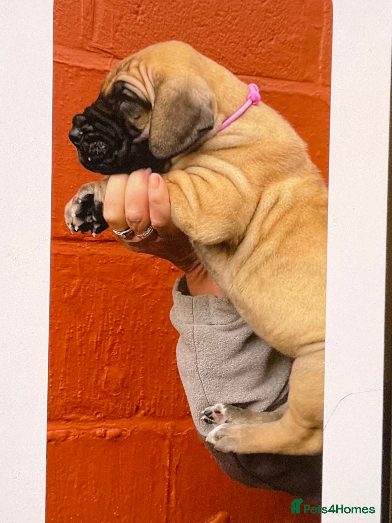 Great Dane dogs Primus Great Danes - Advert 1